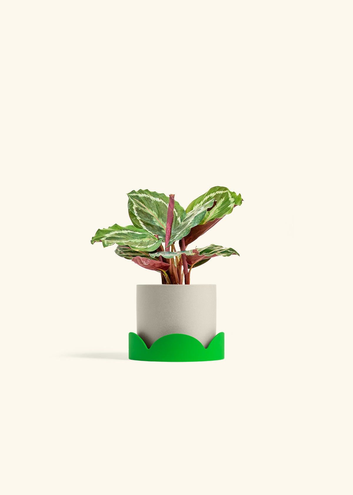 Calathea Medallion in a 4 inches Oat Classic Cylinder Planter in a Shamrock Petal Drip Tray