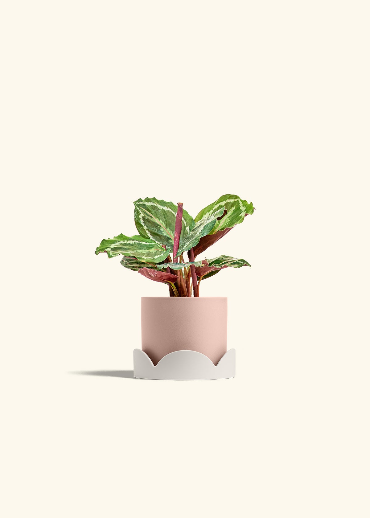 Calathea Medallion in a 4 inches Pink Classic Cylinder Planter in a Oat Petal Drip Tray