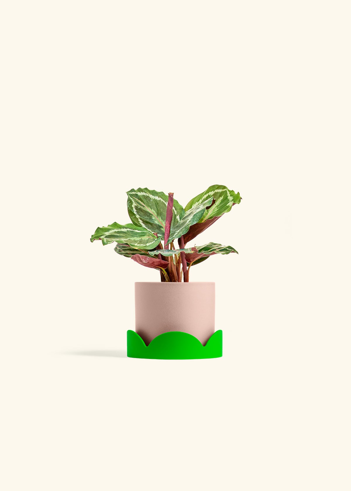 Calathea Medallion in a 4 inches Pink Classic Cylinder Planter in a Shamrock Petal Drip Tray