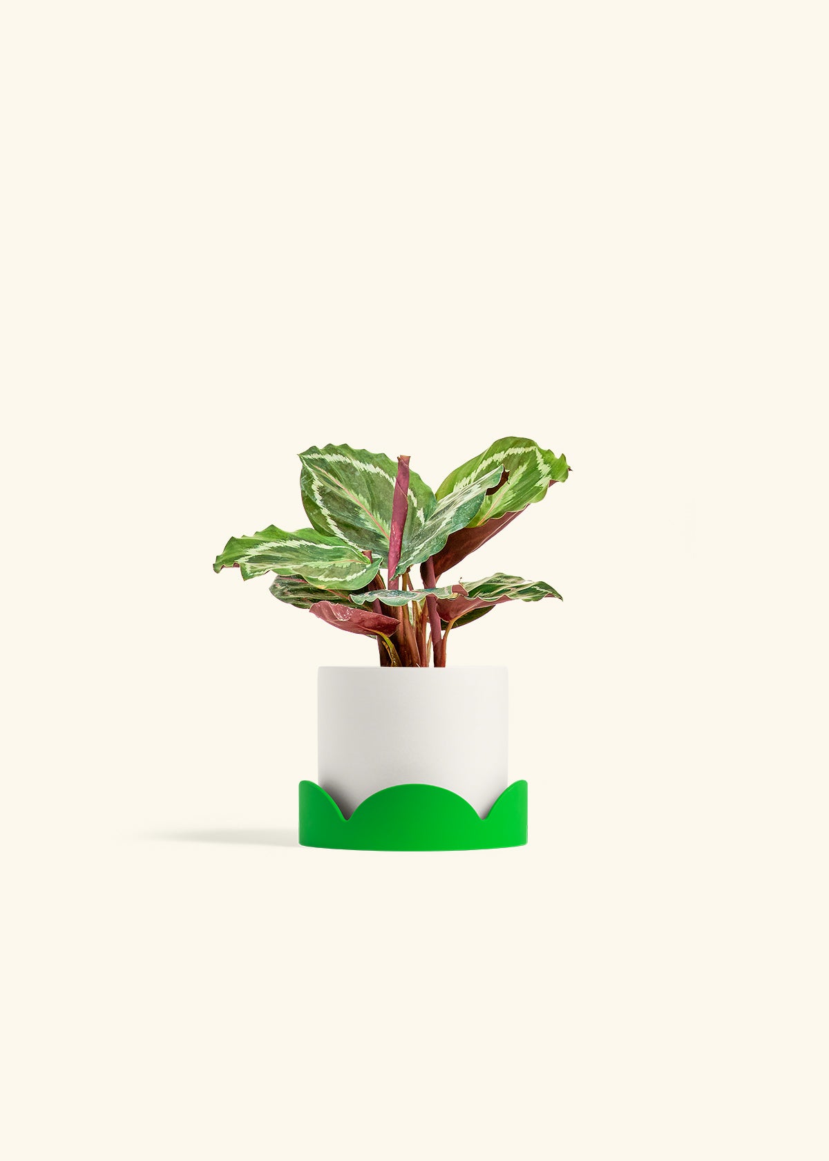 Calathea Medallion in a 4 inches White Classic Cylinder Planter in a Shamrock Petal Drip Tray