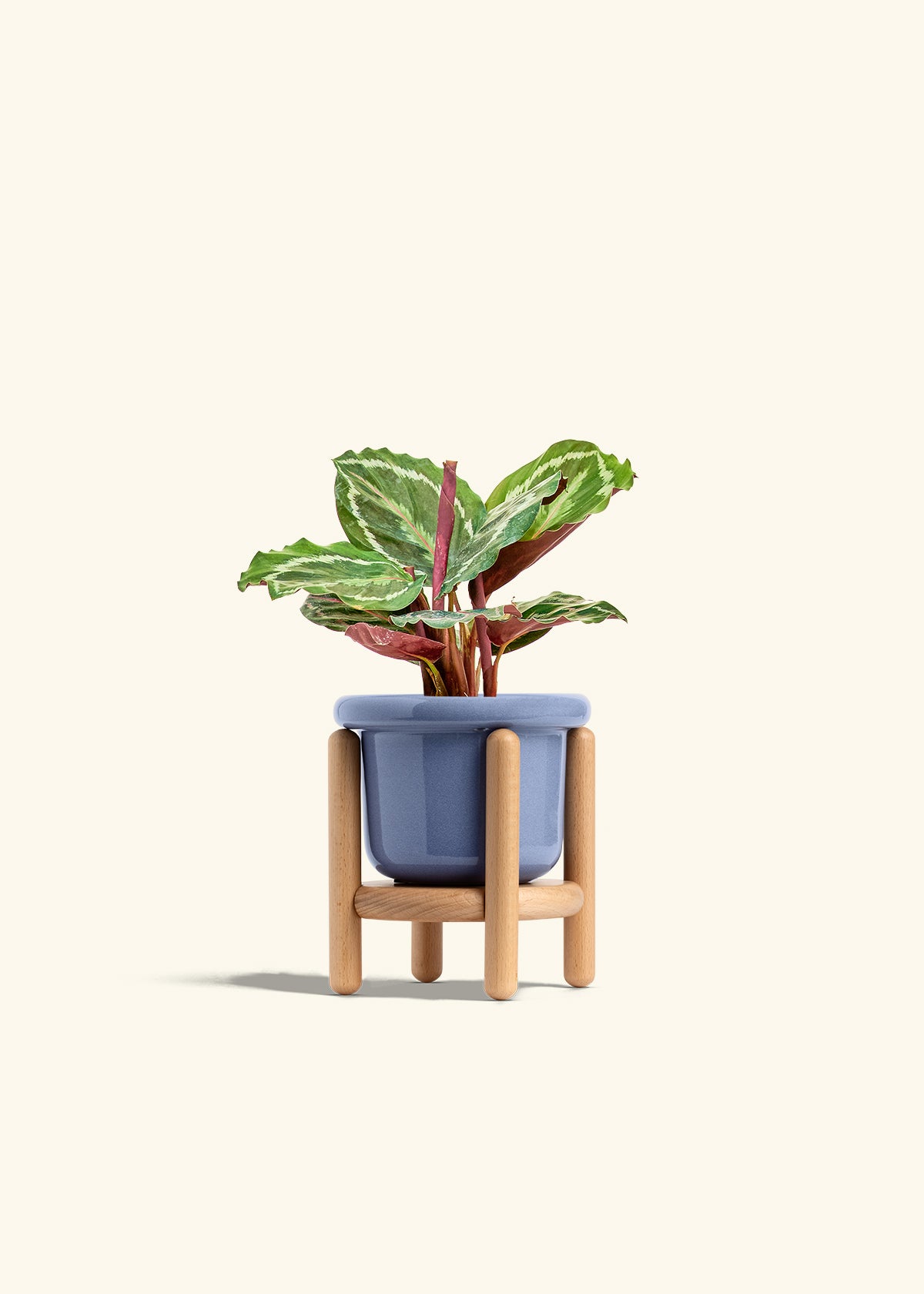 Calathea Medallion in a 4 inches Fat Lip Blue Planter in a Beech Wood Stand