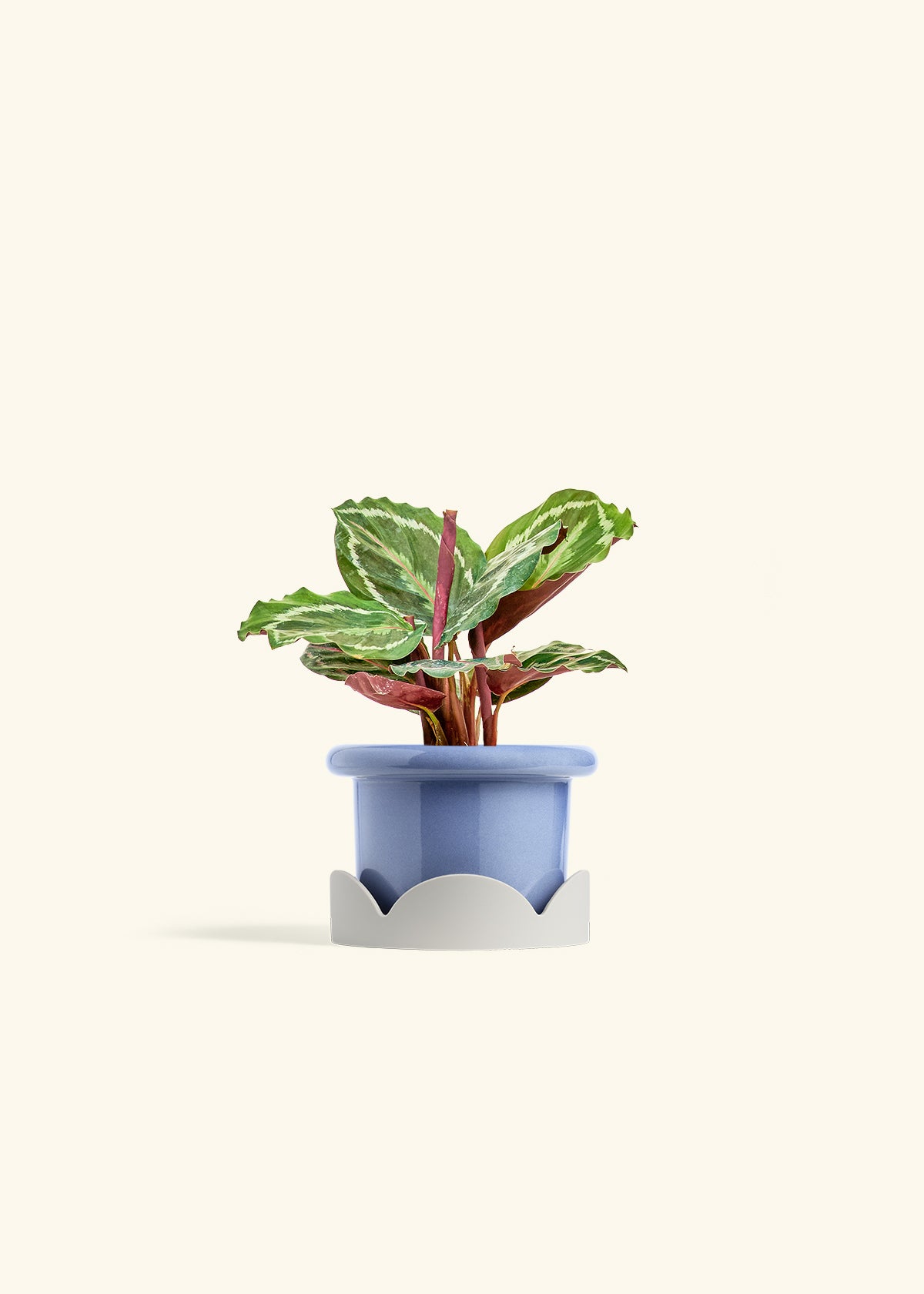 Calathea Medallion in a 4 inches Fat Lip Blue Planter in a Oat Petal Drip Tray