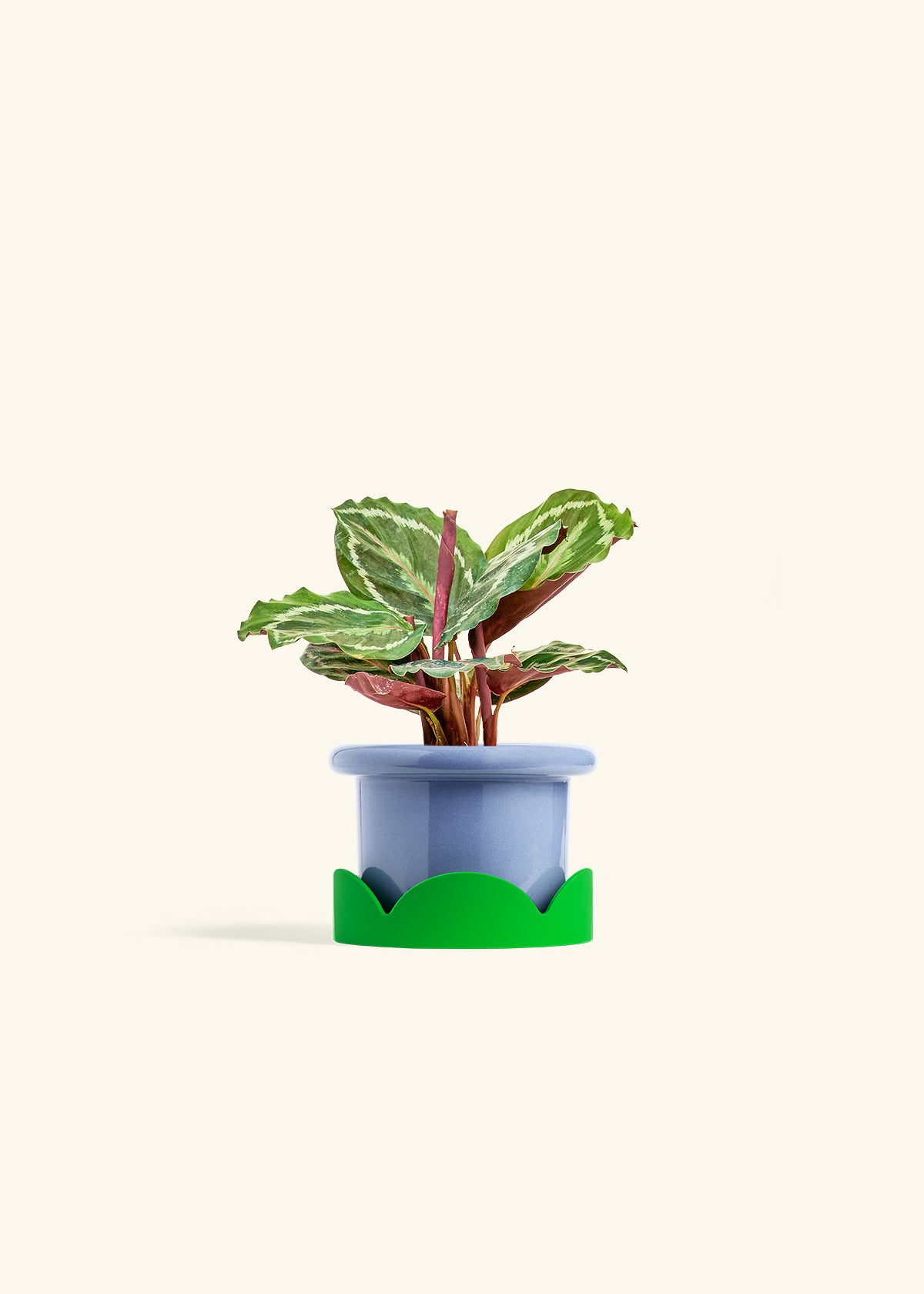 Calathea Medallion in a 4 inches Fat Lip Blue Planter in a Shamrock Petal Drip Tray
