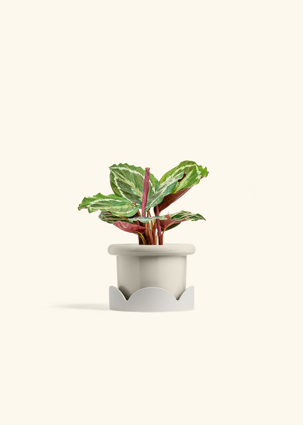 Calathea Medallion in a 4 inches Fat Lip Oat Planter in a Oat Petal Drip Tray