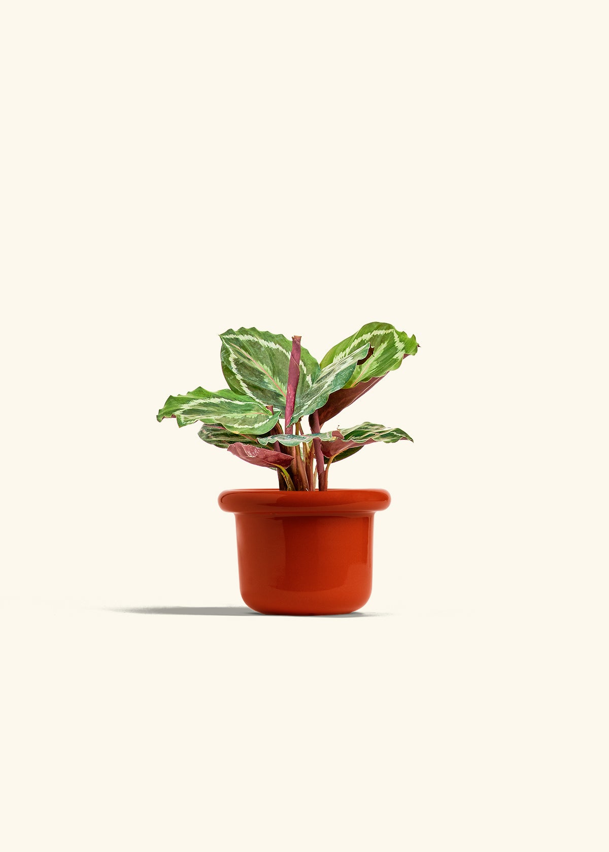 Calathea Medallion in a 4 inches Fat Lip Red Planter