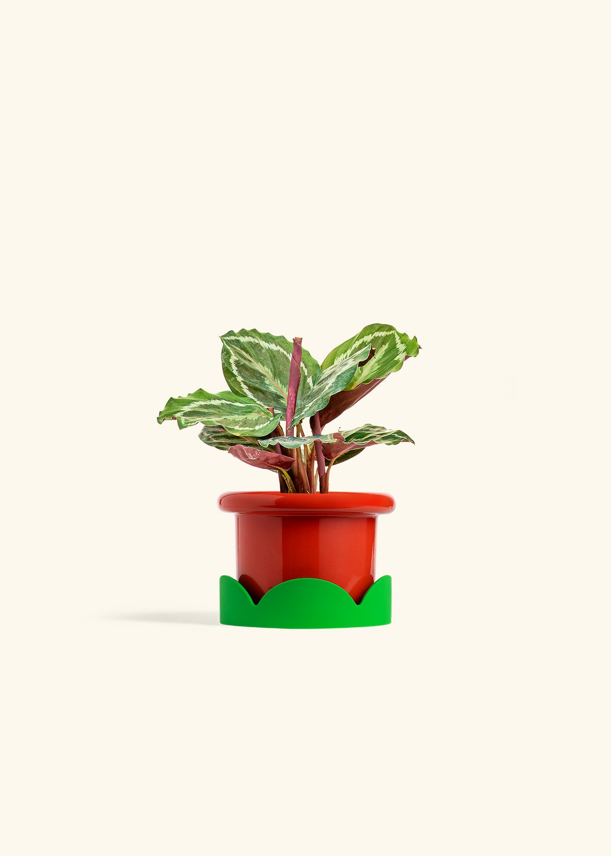 Calathea Medallion in a 4 inches Fat Lip Red Planter in a Shamrock Petal Drip Tray
