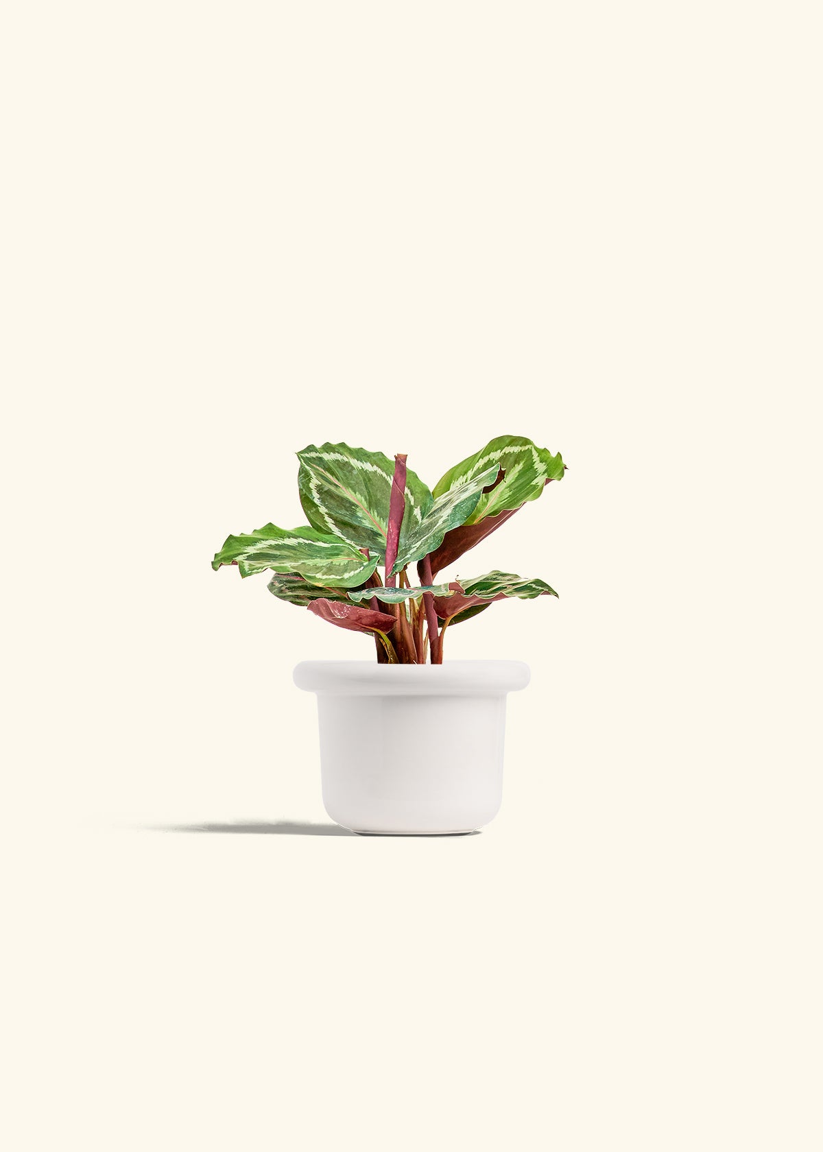 Calathea Medallion in a 4 inches Fat Lip White Planter