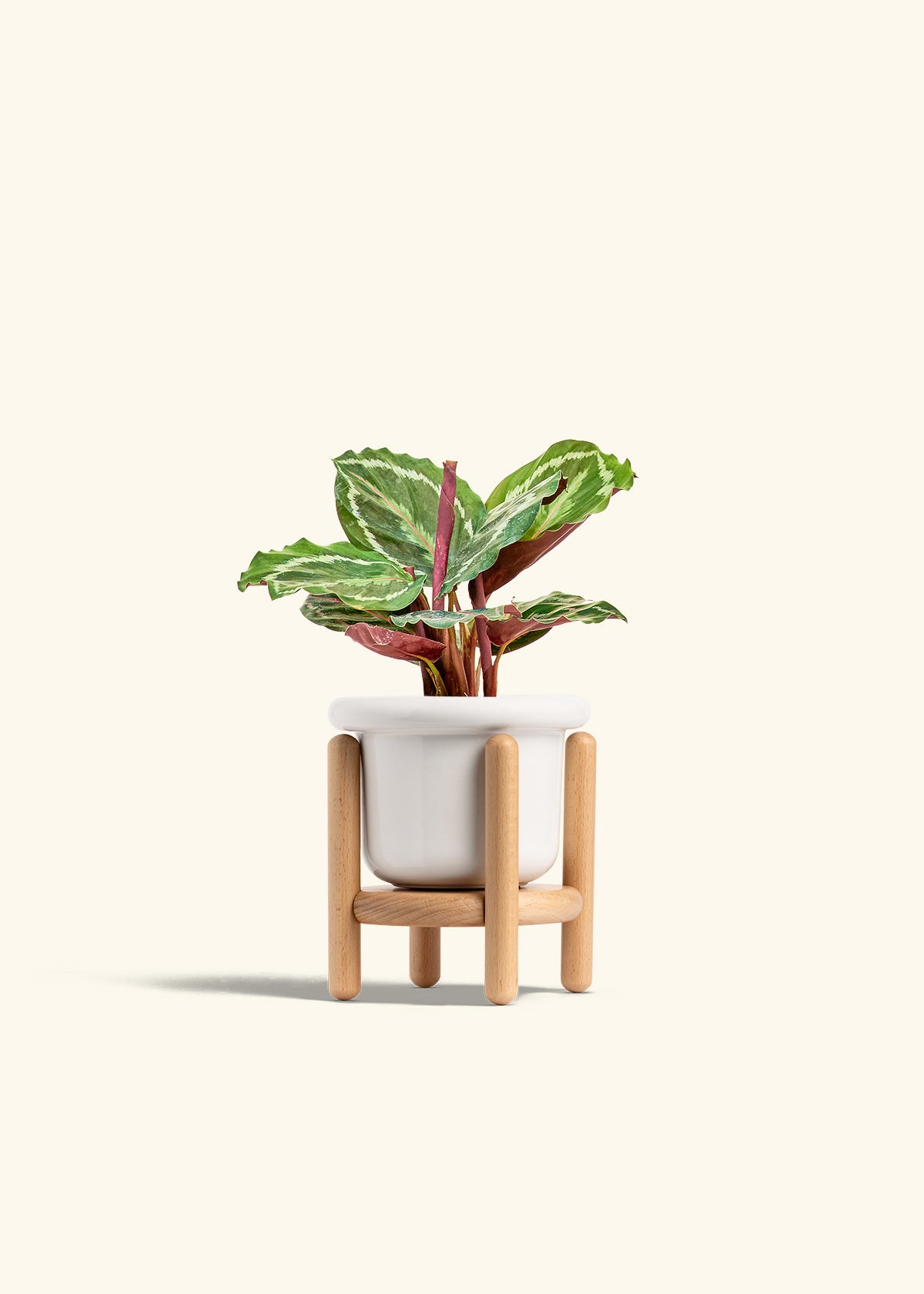 Calathea Medallion in a 4 inches Fat Lip White Planter in a Beech Wood Stand