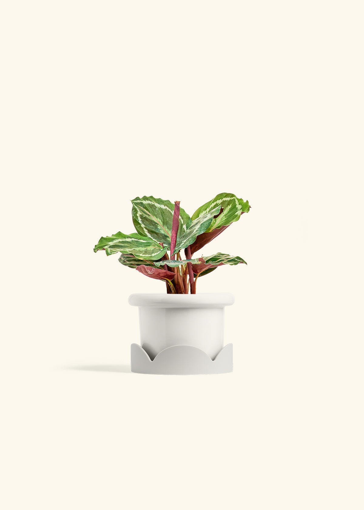 Calathea Medallion in a 4 inches Fat Lip White Planter in a Oat Petal Drip Tray