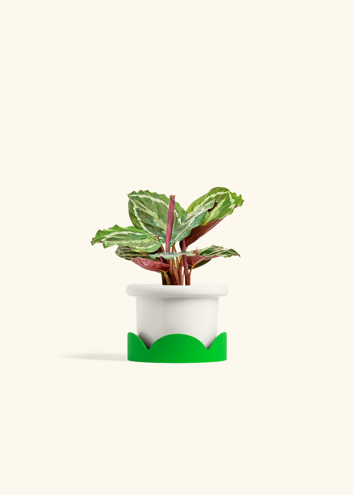 Calathea Medallion in a 4 inches Fat Lip White Planter in a Shamrock Petal Drip Tray