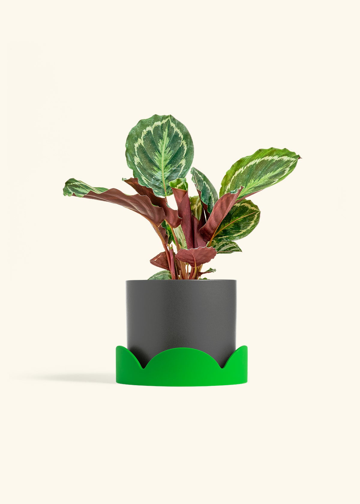 Calathea Medallion in a 6 inches Charcoal Classic Cylinder Planter in a Oat Petal Drip Tray