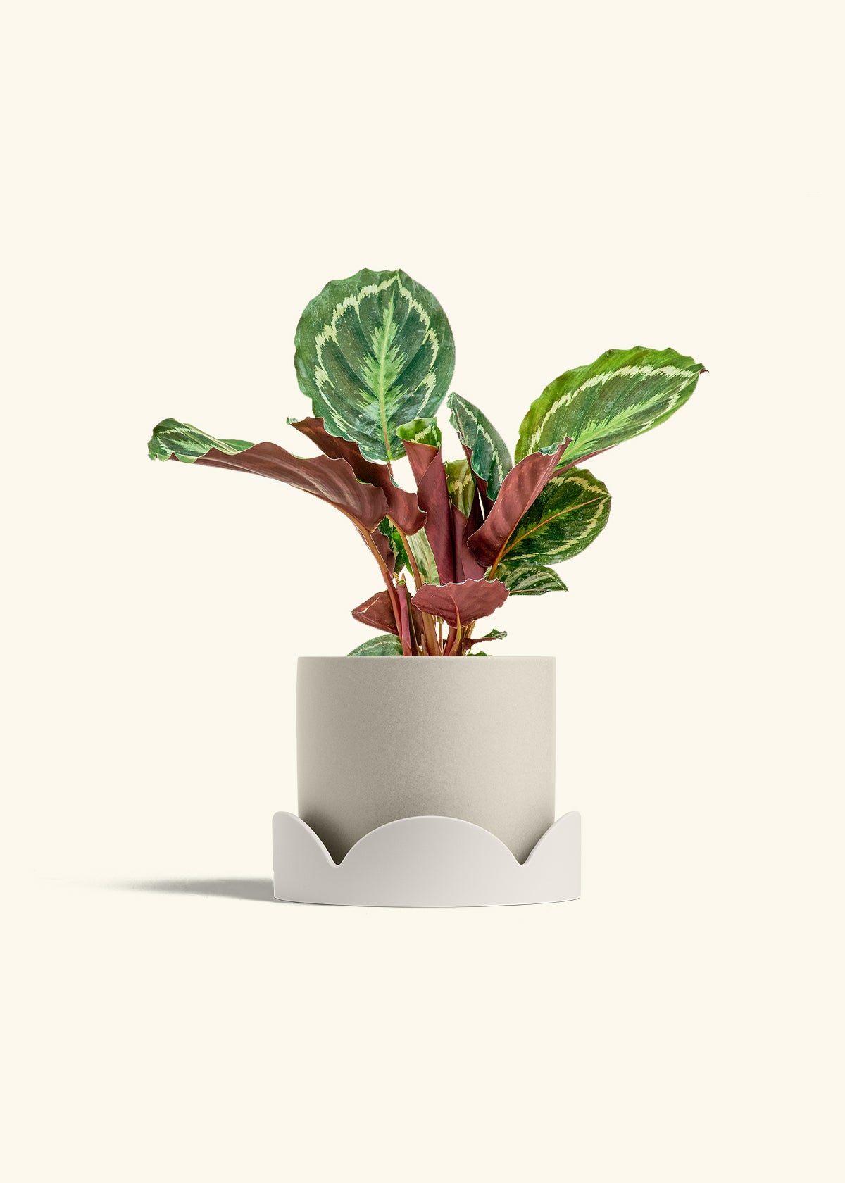 Calathea Medallion in a 6 inches Oat Classic Cylinder Planter in a Oat Petal Drip Tray