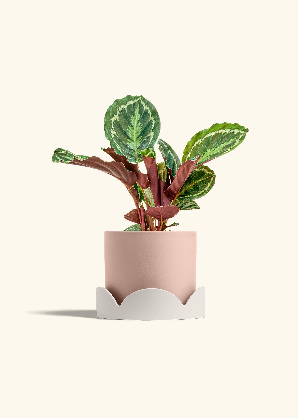 Calathea Medallion in a 6 inches Pink Classic Cylinder Planter in a Oat Petal Drip Tray