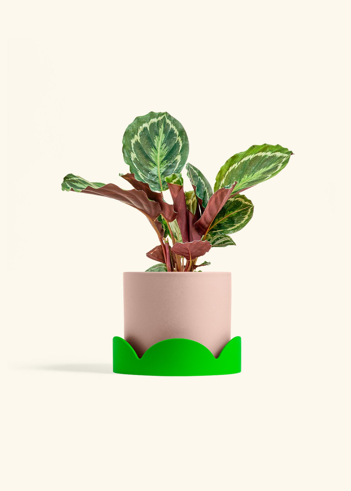 Calathea Medallion in a 6 inches Pink Classic Cylinder Planter in a Shamrock Petal Drip Tray