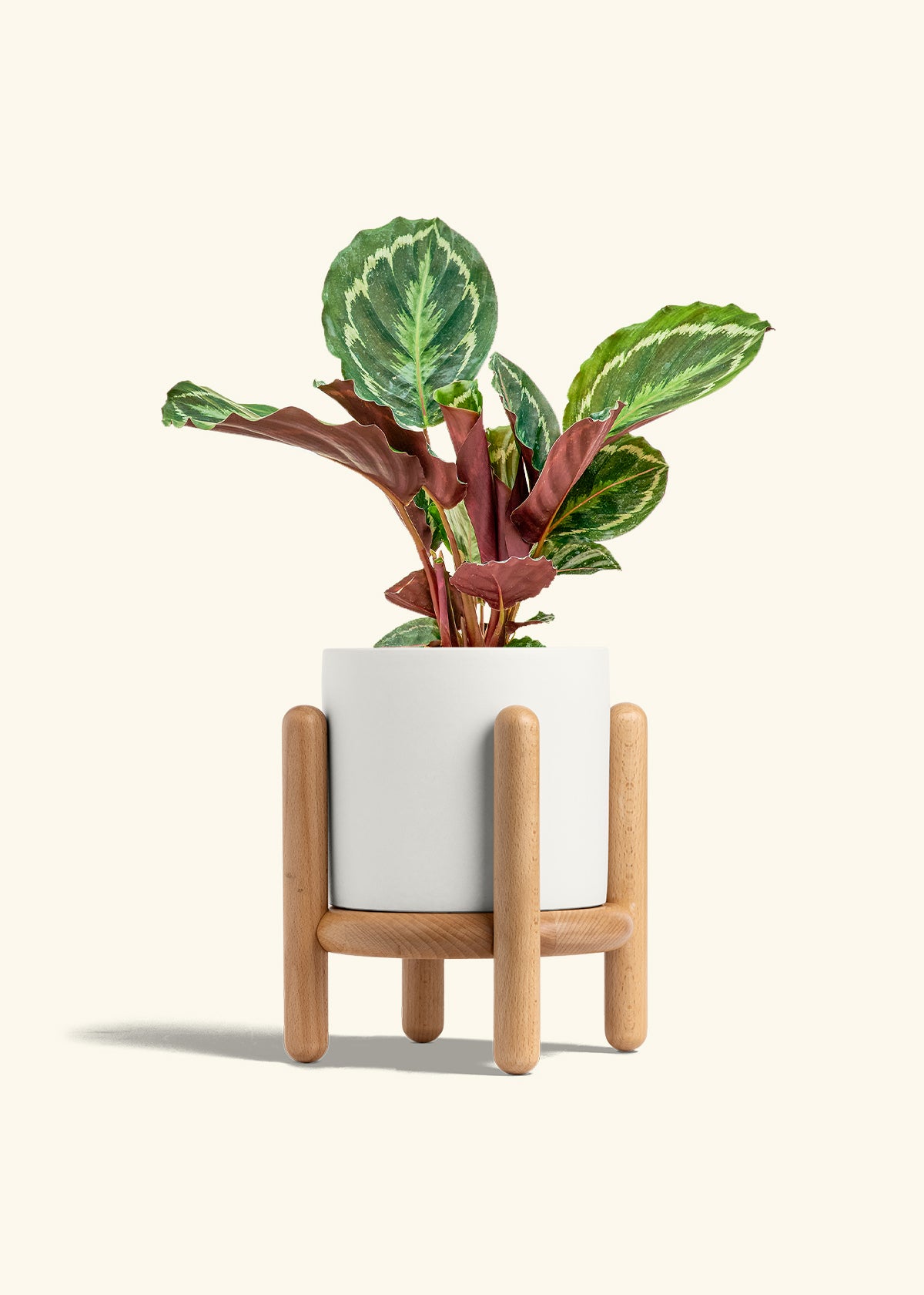 Calathea Medallion in a 6 inches White Classic Cylinder Planter in a Beech Wood Stand