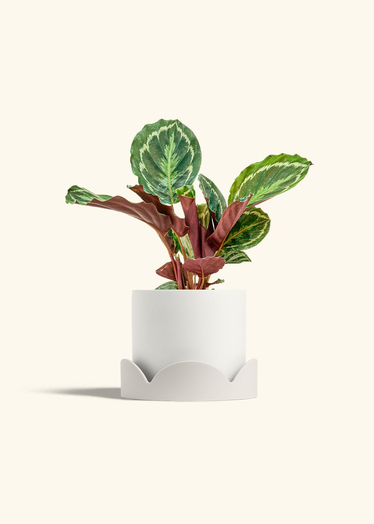 Calathea Medallion in a 6 inches White Classic Cylinder Planter in a Oat Petal Drip Tray