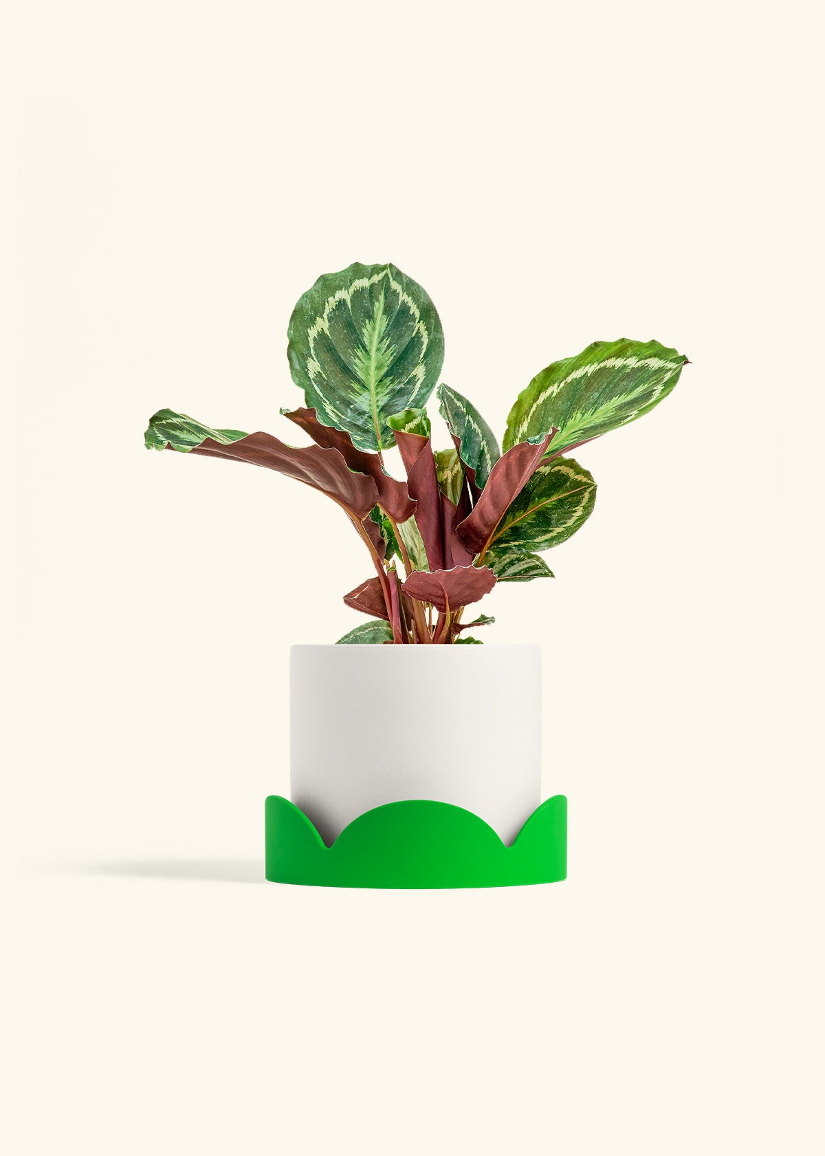 Calathea Medallion in a 6 inches White Classic Cylinder Planter in a Shamrock Petal Drip Tray