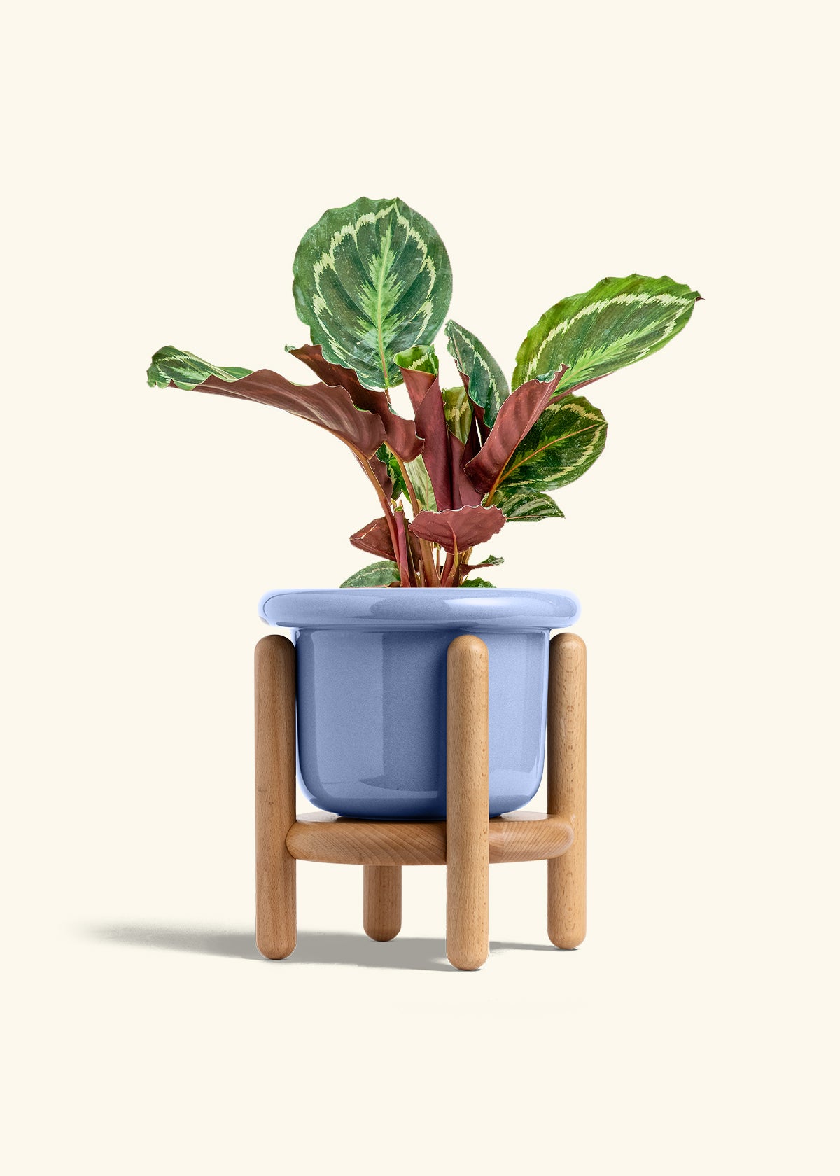Calathea Medallion in a 6 inches Fat Lip Blue Planter in a Beech Wood Stand