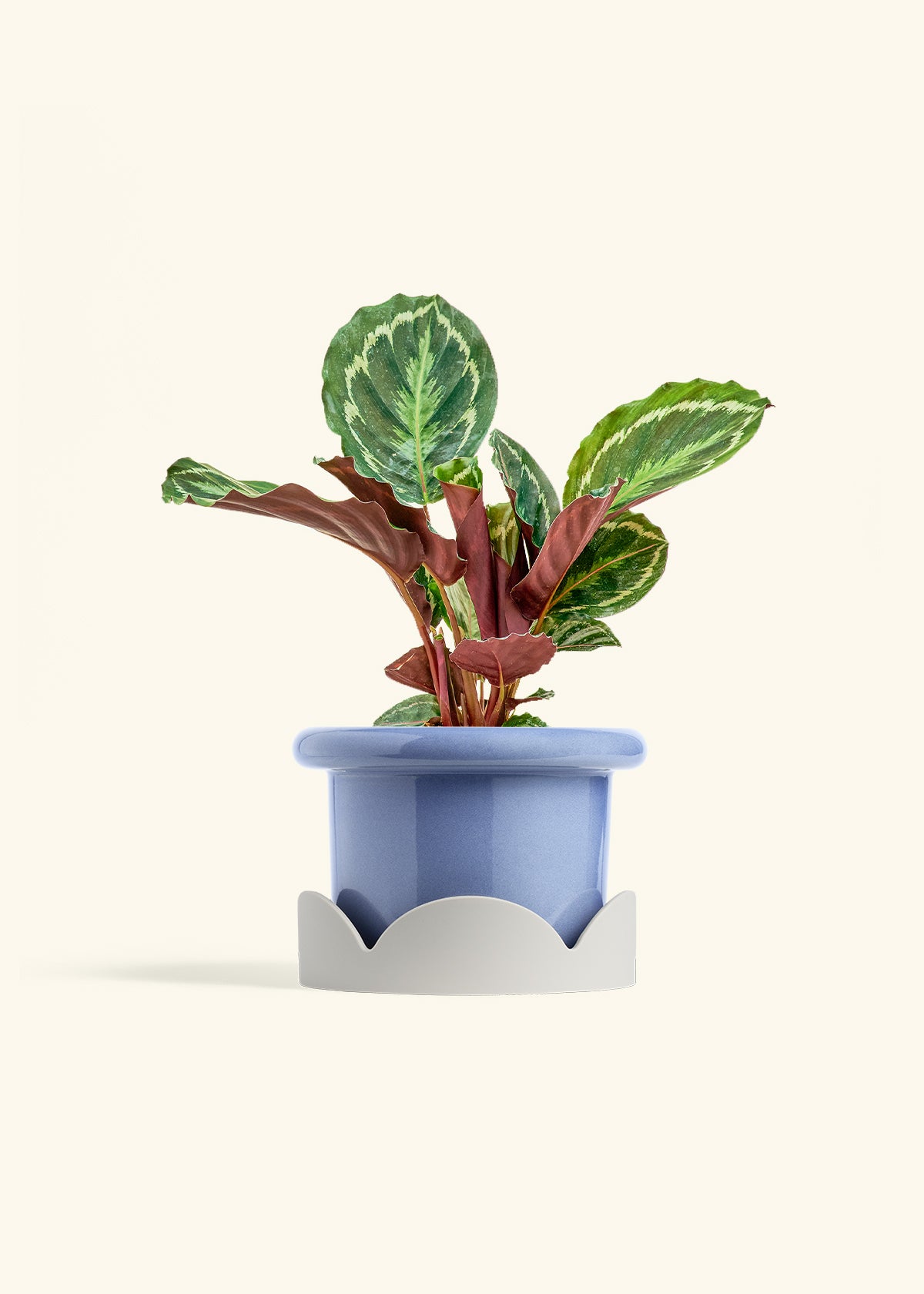 Calathea Medallion in a 6 inches Fat Lip Blue Planter in a Oat Petal Drip Tray