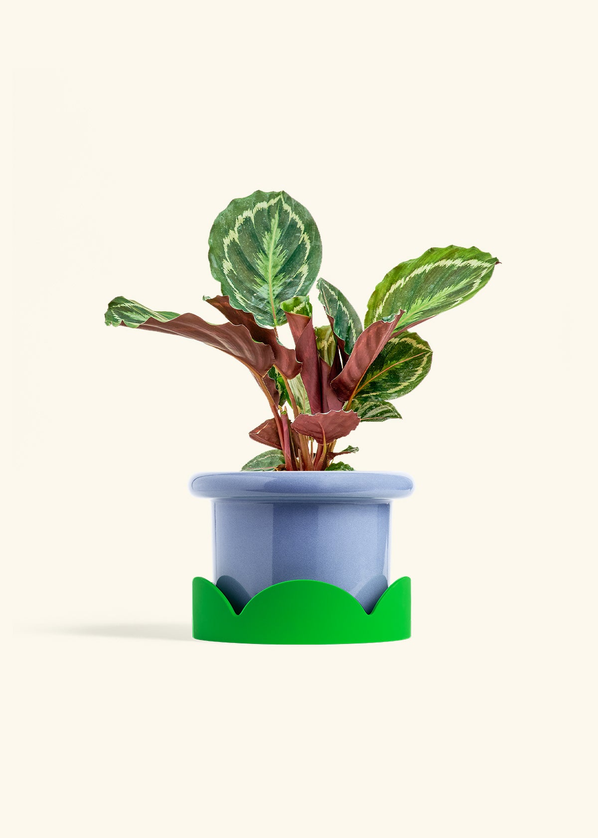 Calathea Medallion in a 6 inches Fat Lip Blue Planter in a Shamrock Petal Drip Tray