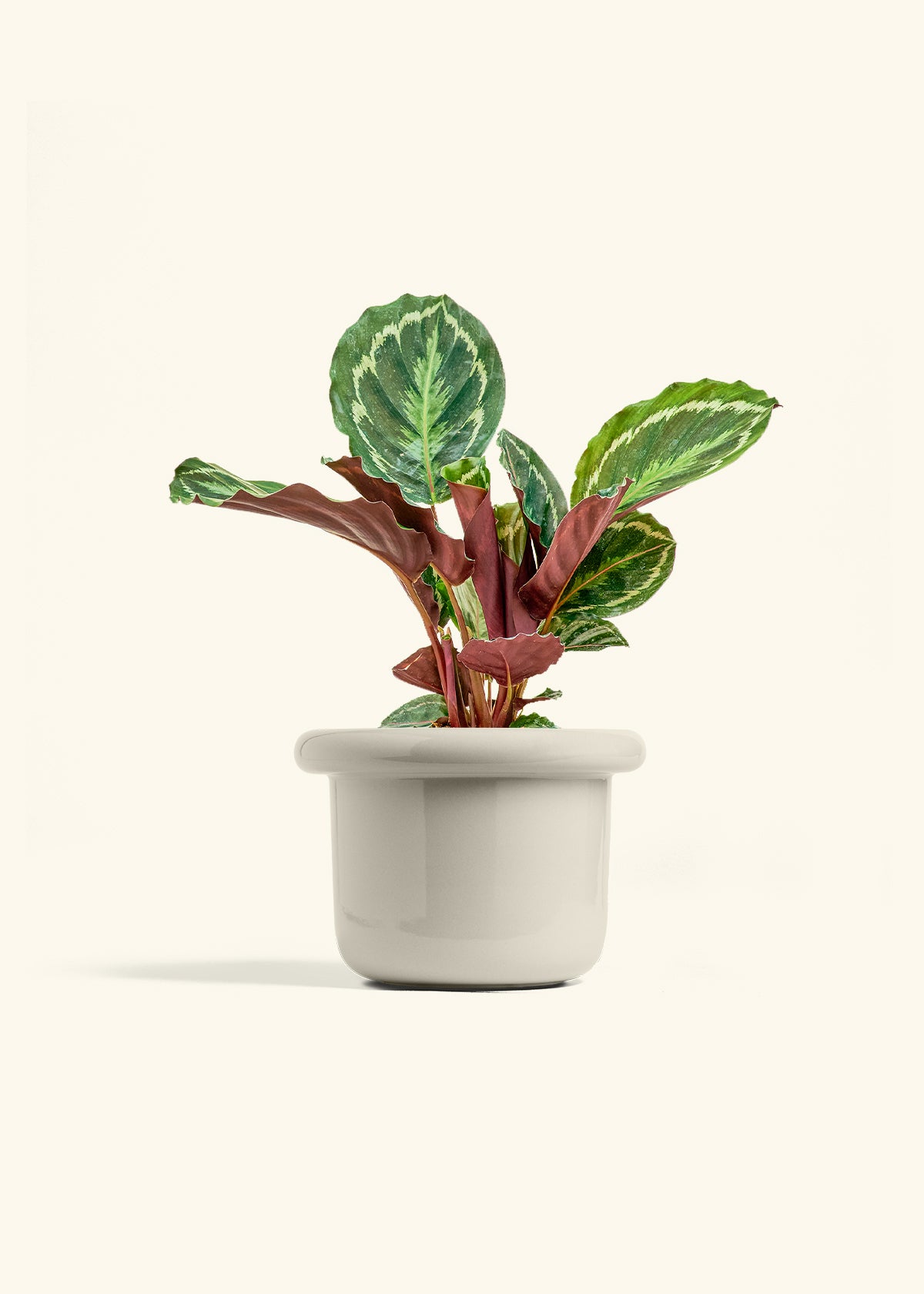 Calathea Medallion in a 6 inches Fat Lip Red Planter