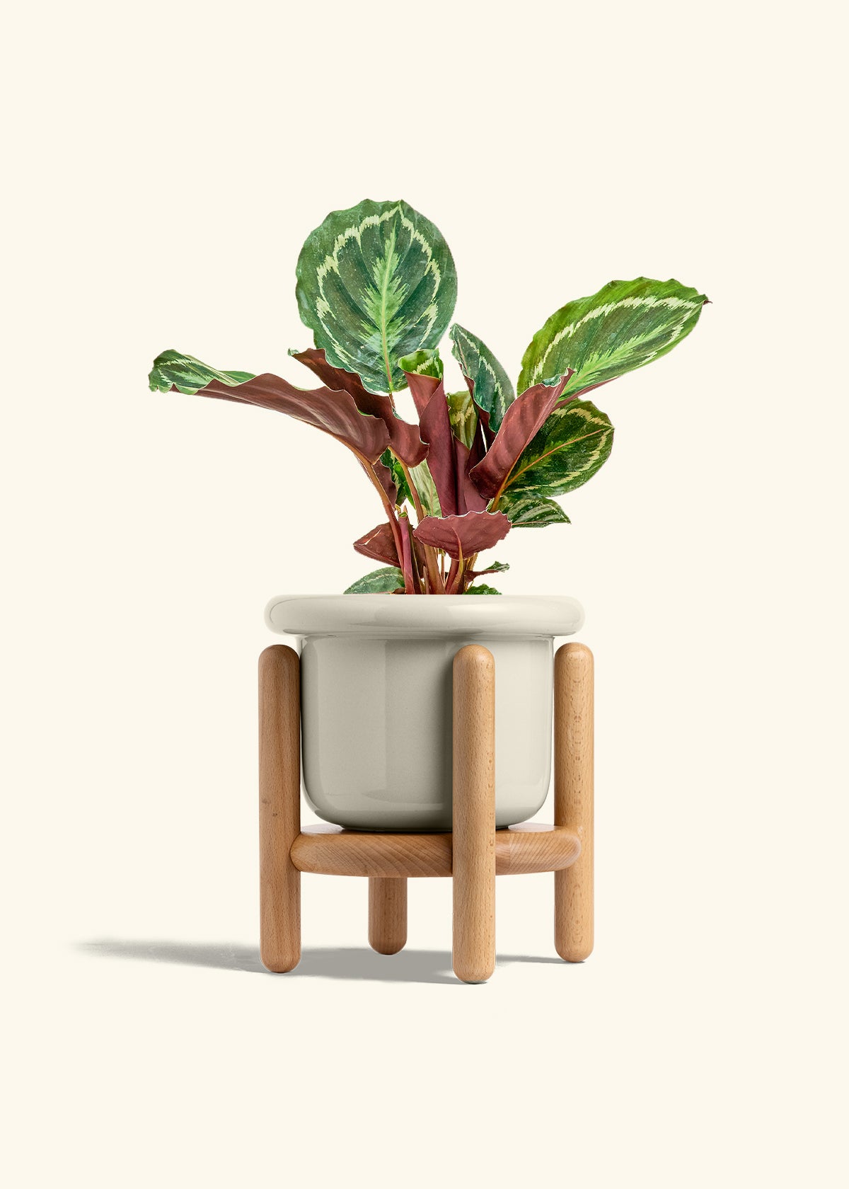 Calathea Medallion in a 6 inches Fat Lip Red Planter in a Beech Wood Stand