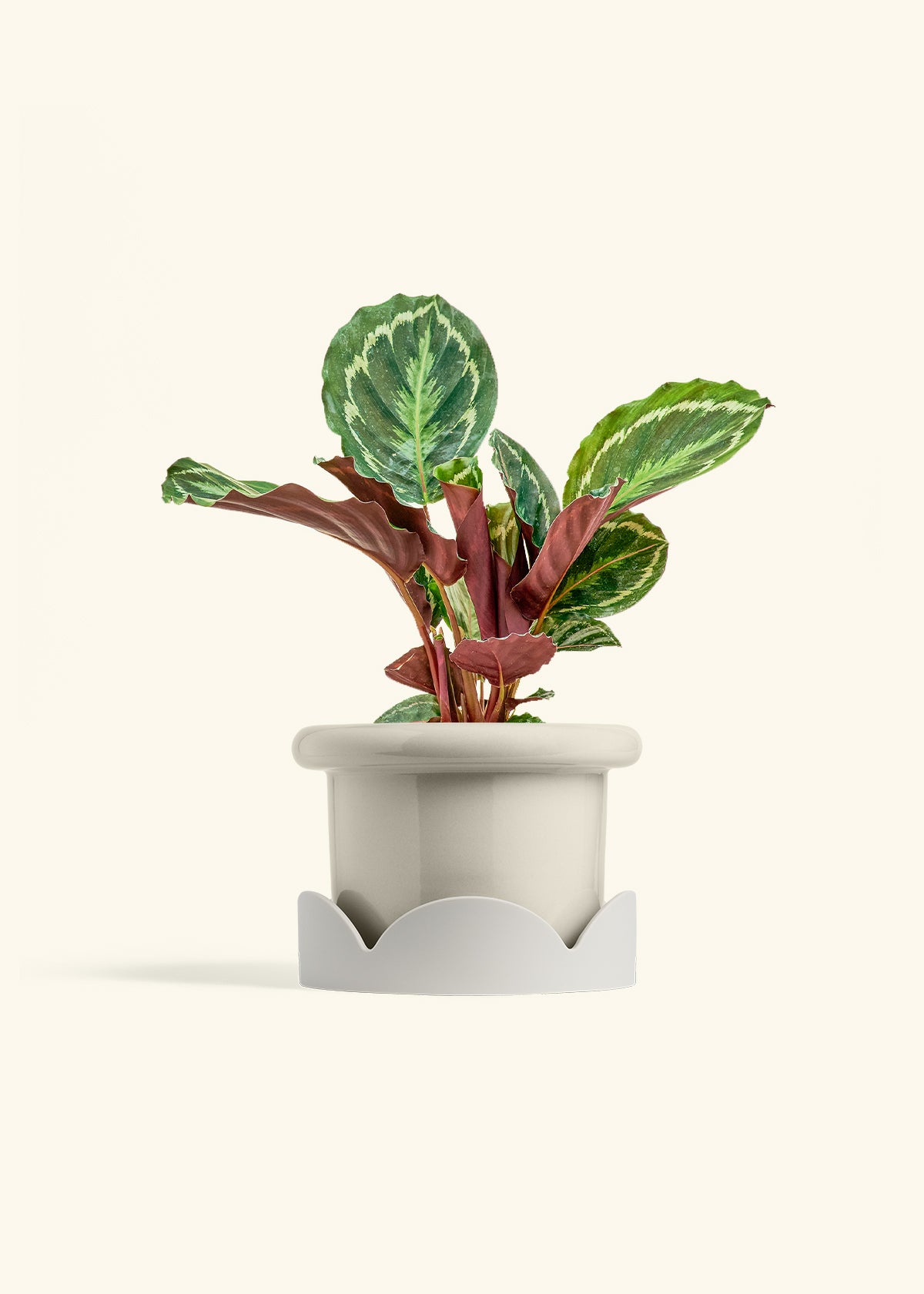 Calathea Medallion in a 6 inches Fat Lip Red Planter in a Oat Petal Drip Tray