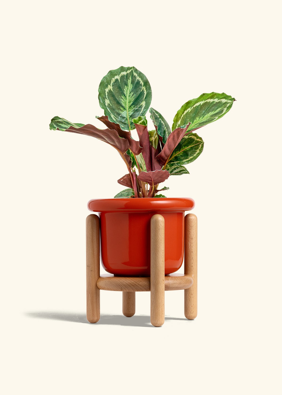 Calathea Medallion in a 6 inches Fat Lip Oat Planter in a Beech Wood Stand