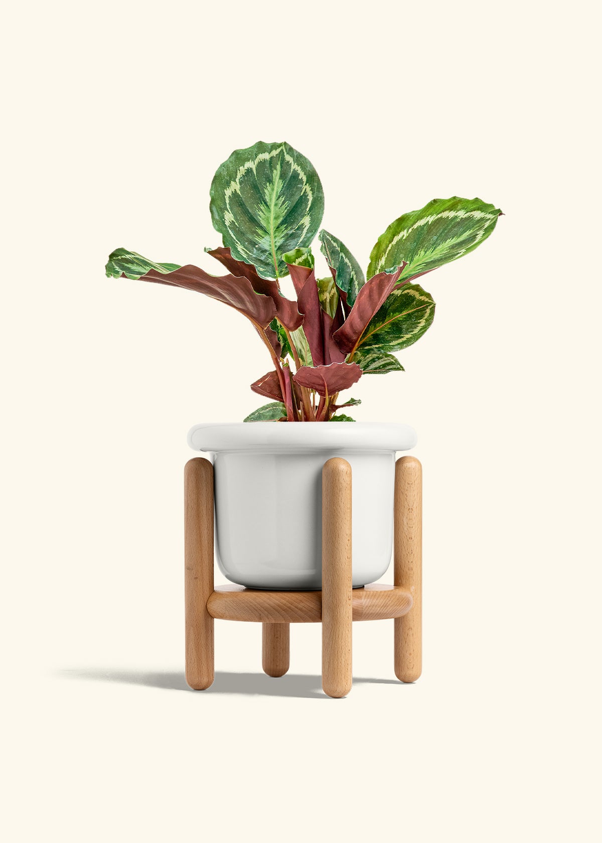 Calathea Medallion in a 6 inches Fat Lip White Planter in a Beech Wood Stand