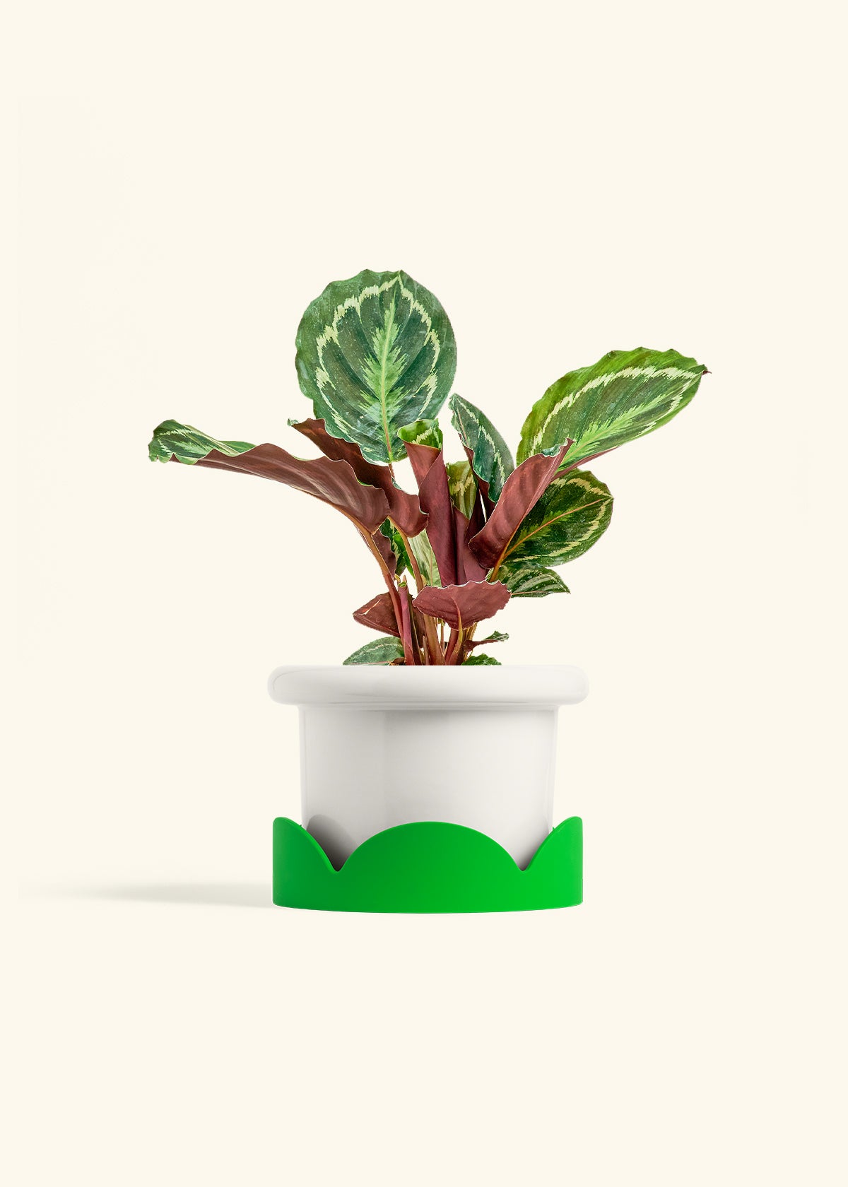 Calathea Medallion in a 6 inches Fat Lip White Planter in a Shamrock Petal Drip Tray