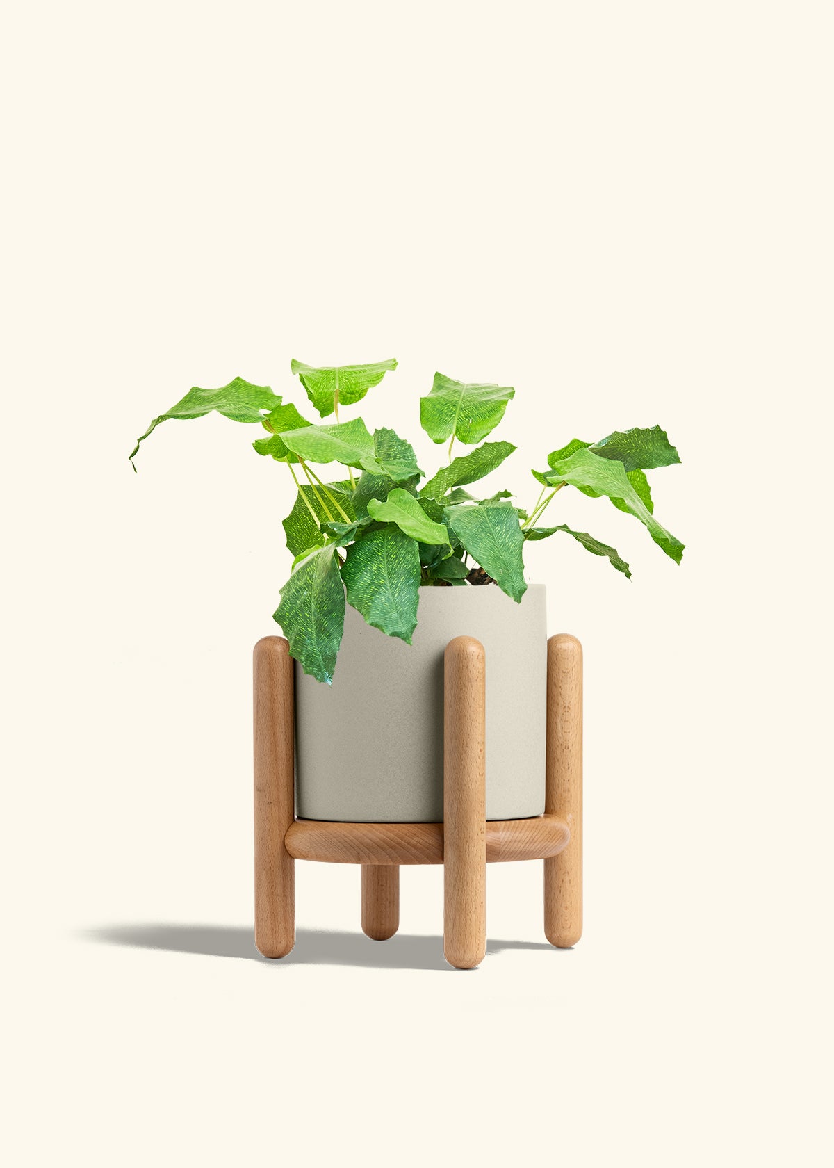 Calathea Musaica in a 6 inches Oat Classic Cylinder Planter in a Beech Wood Stand