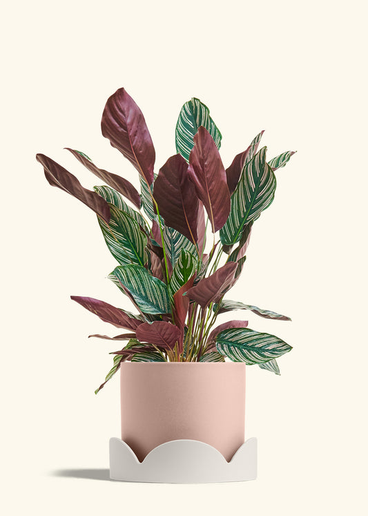 Classic Planter Tray Combo, Rose Pink