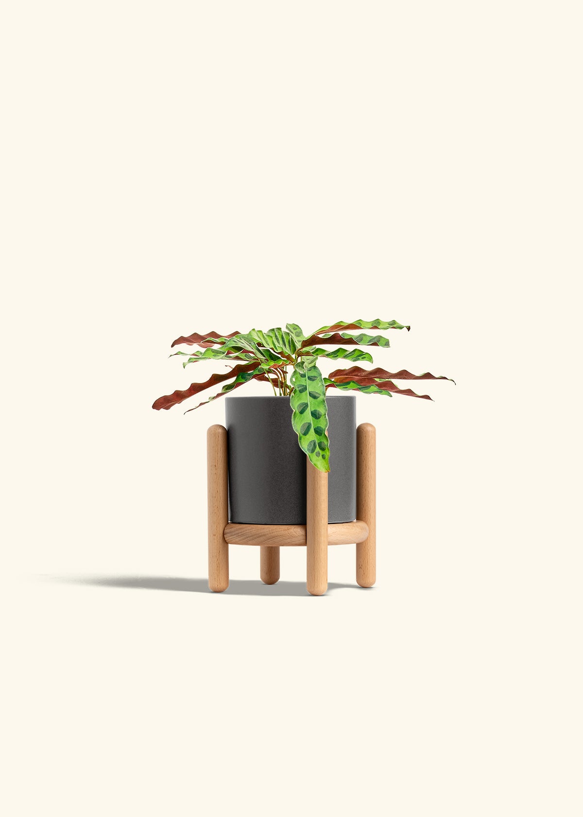 Calathea 'Rattlesnake', Small