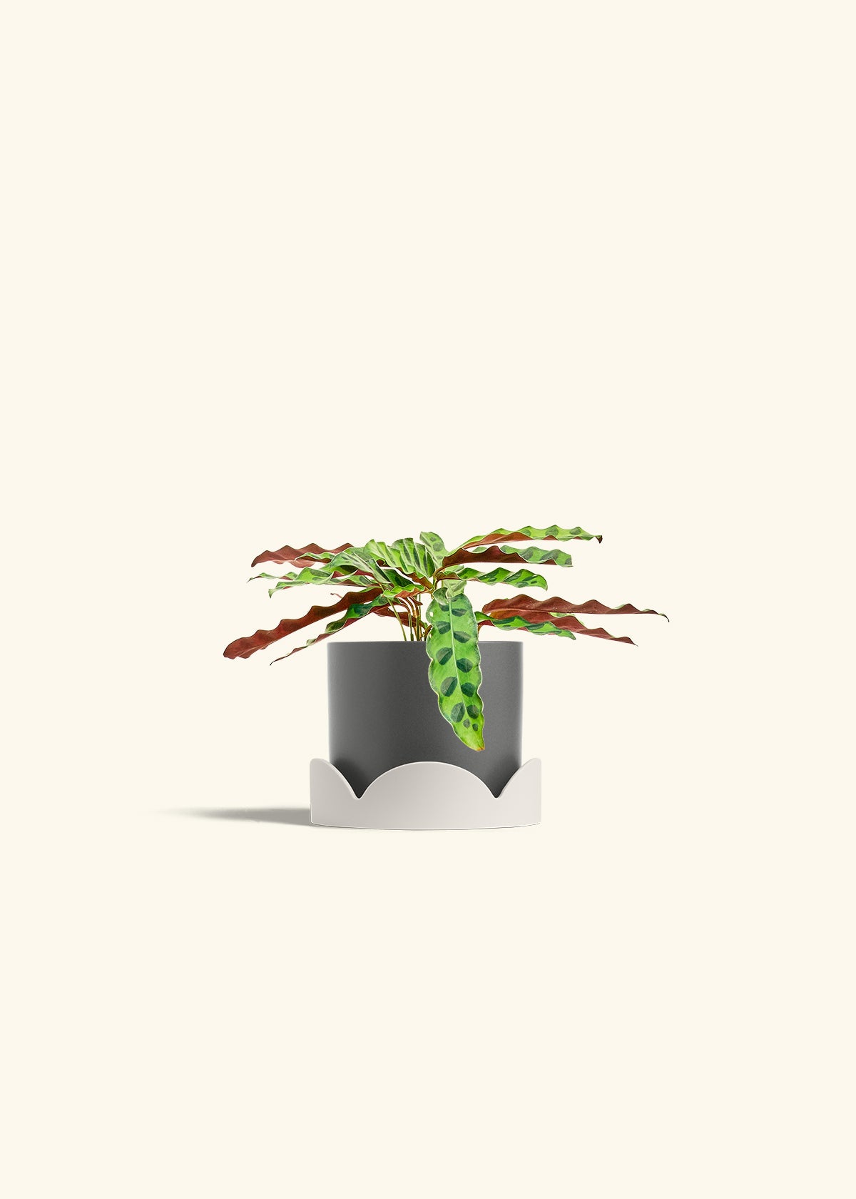 Calathea 'Rattlesnake', Small