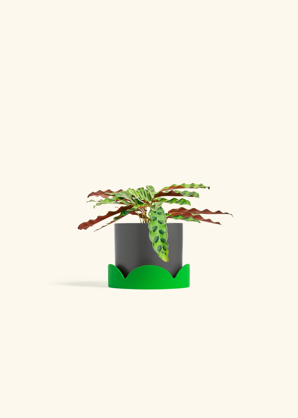 Calathea 'Rattlesnake', Small