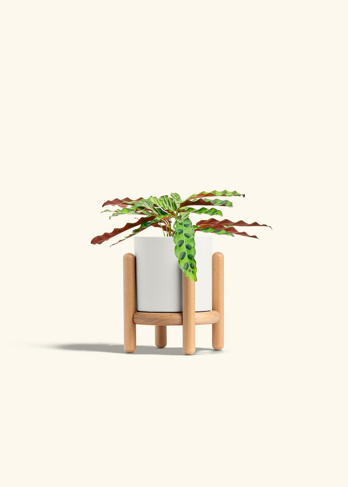 Calathea 'Rattlesnake', Small