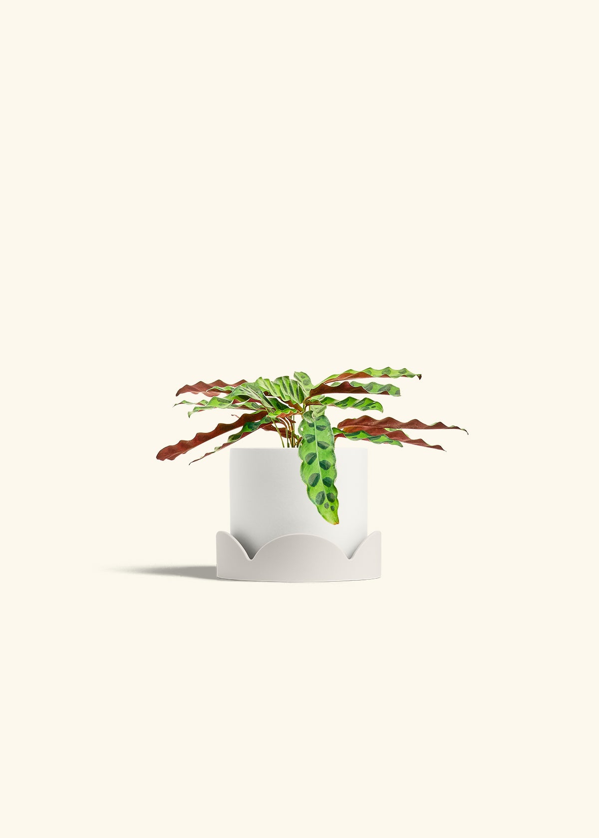 Calathea 'Rattlesnake', Small