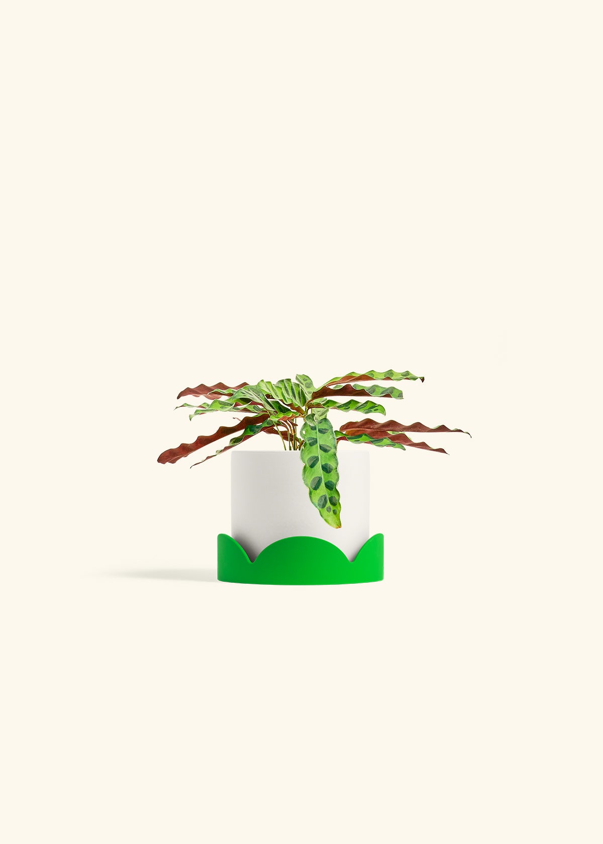 Calathea 'Rattlesnake', Small