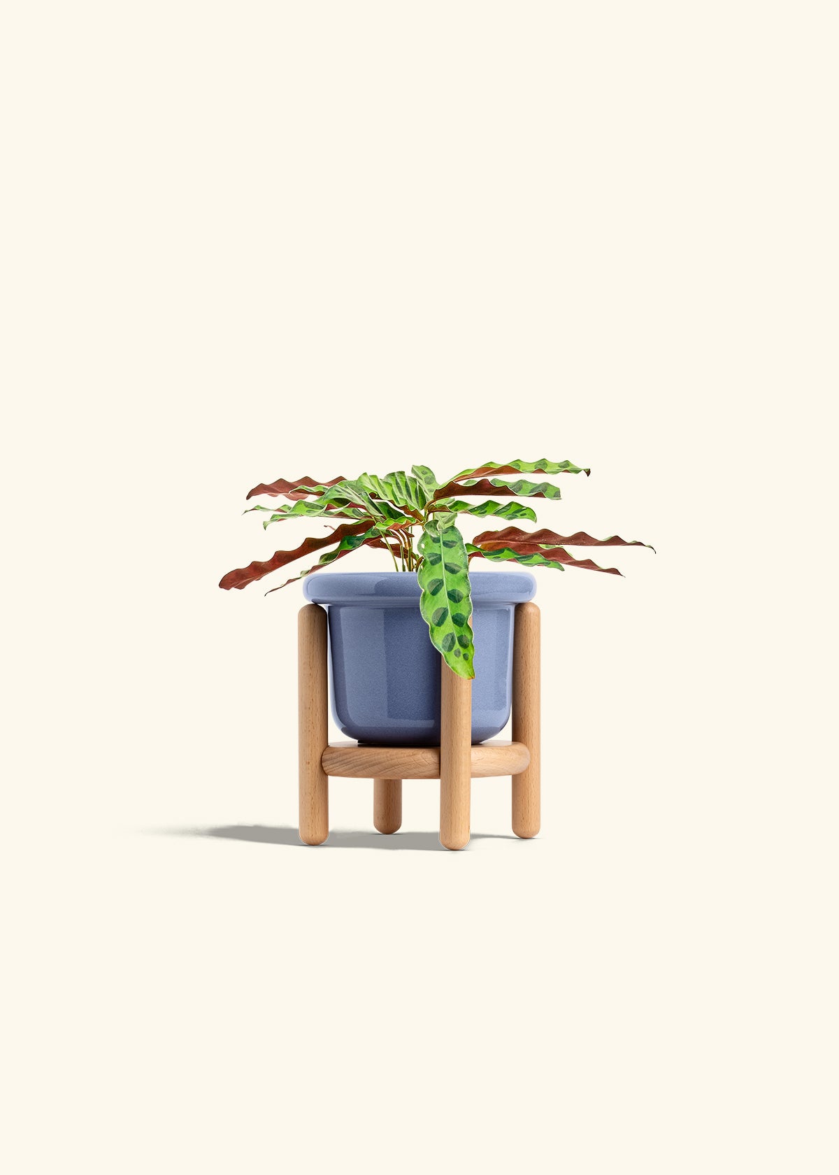 Calathea 'Rattlesnake', Small