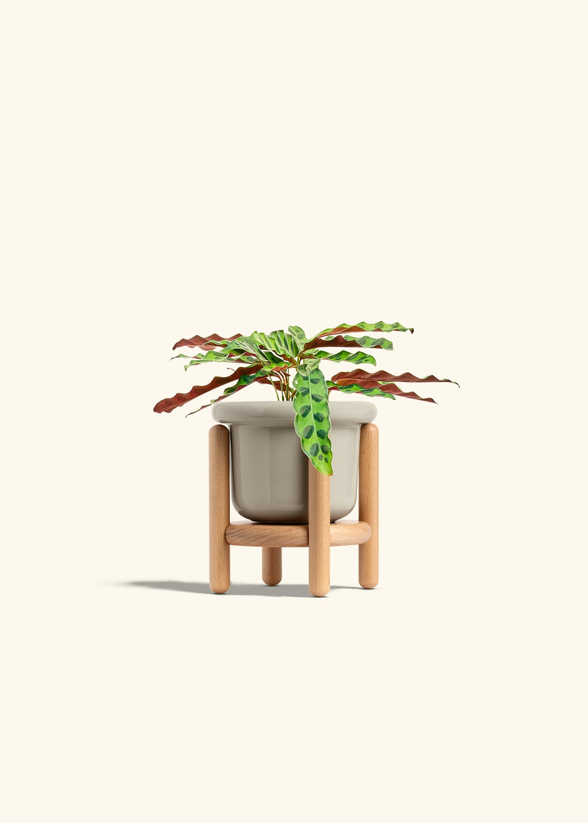 Calathea 'Rattlesnake', Small