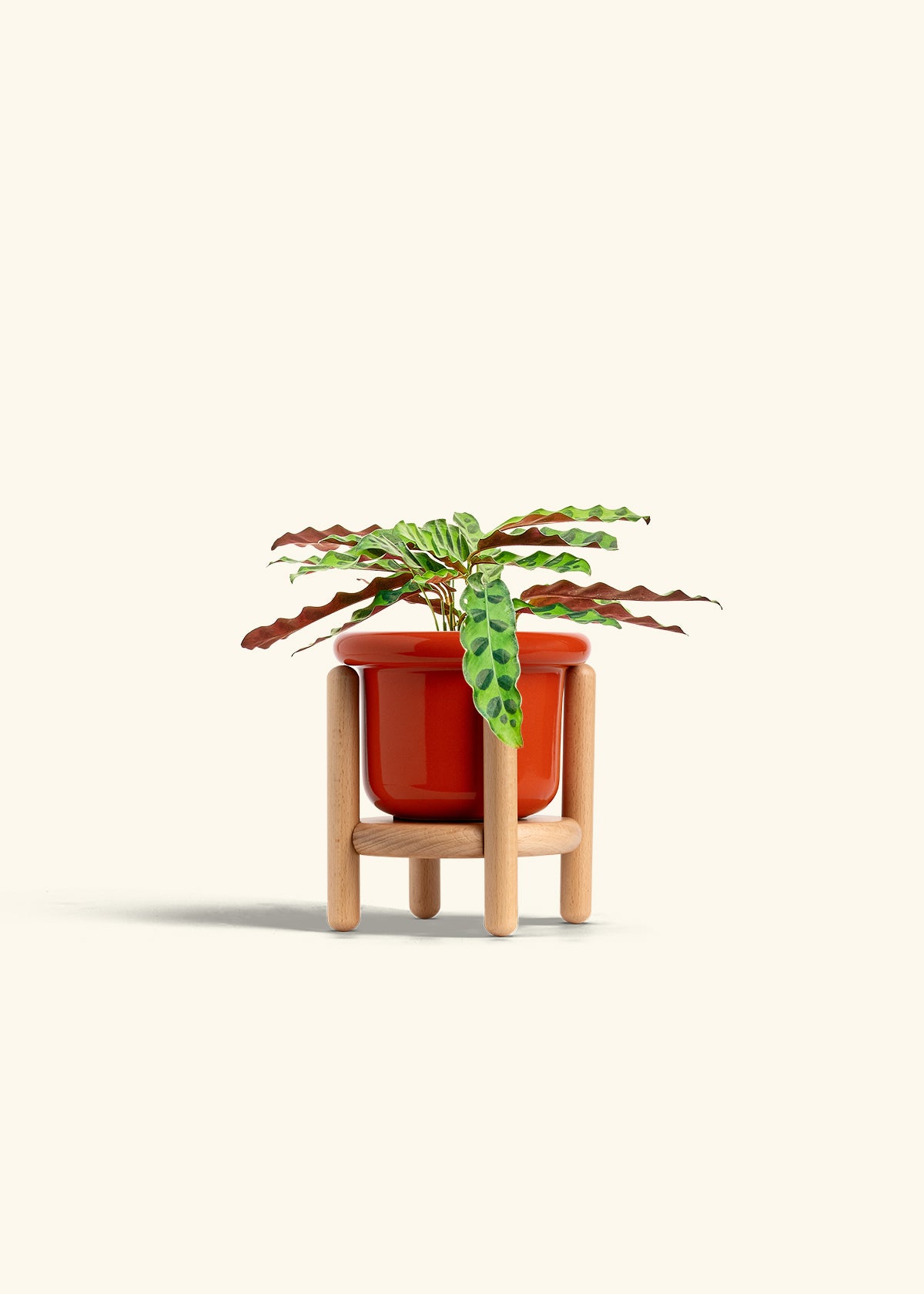 Calathea 'Rattlesnake', Small