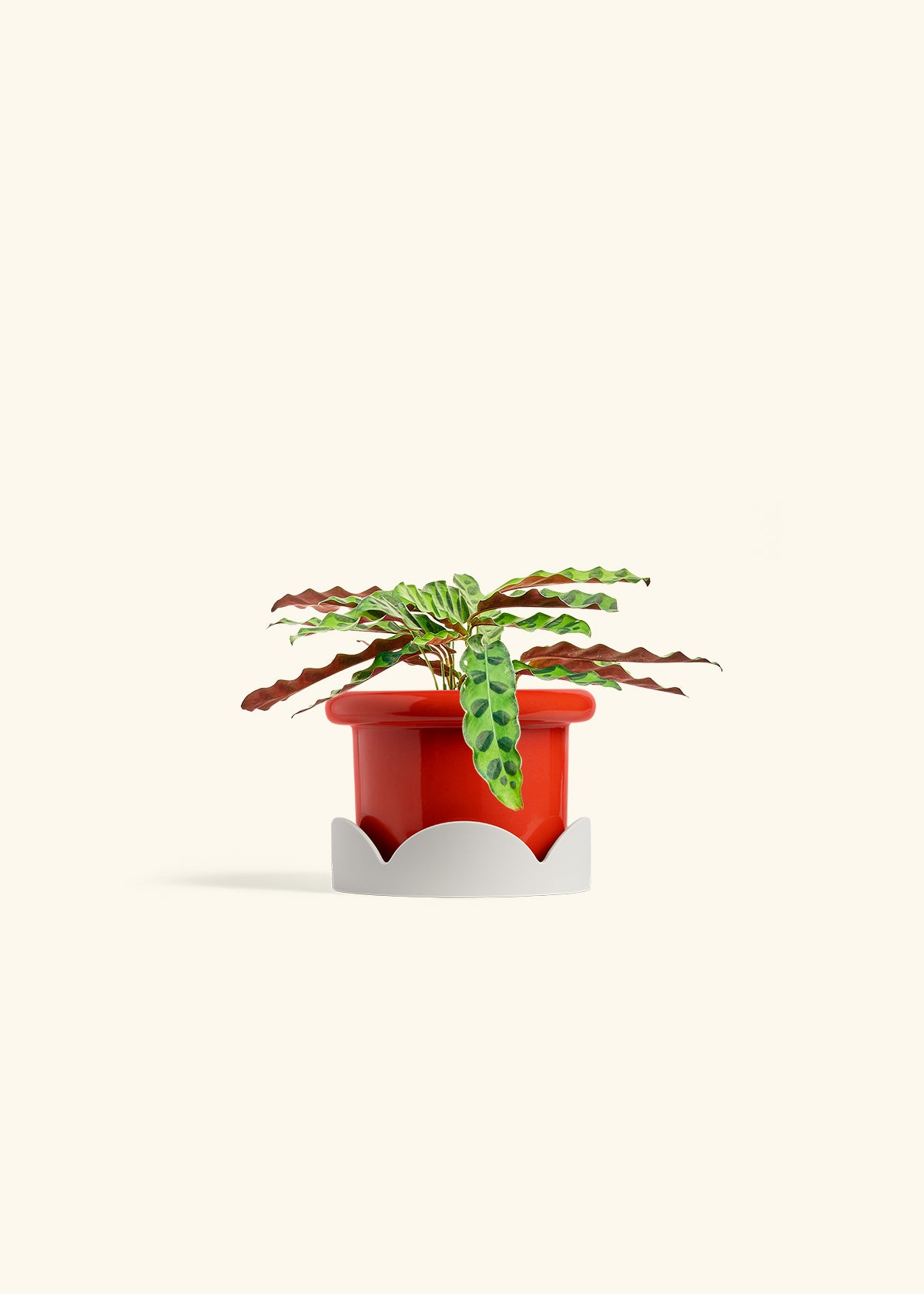 Calathea 'Rattlesnake', Small