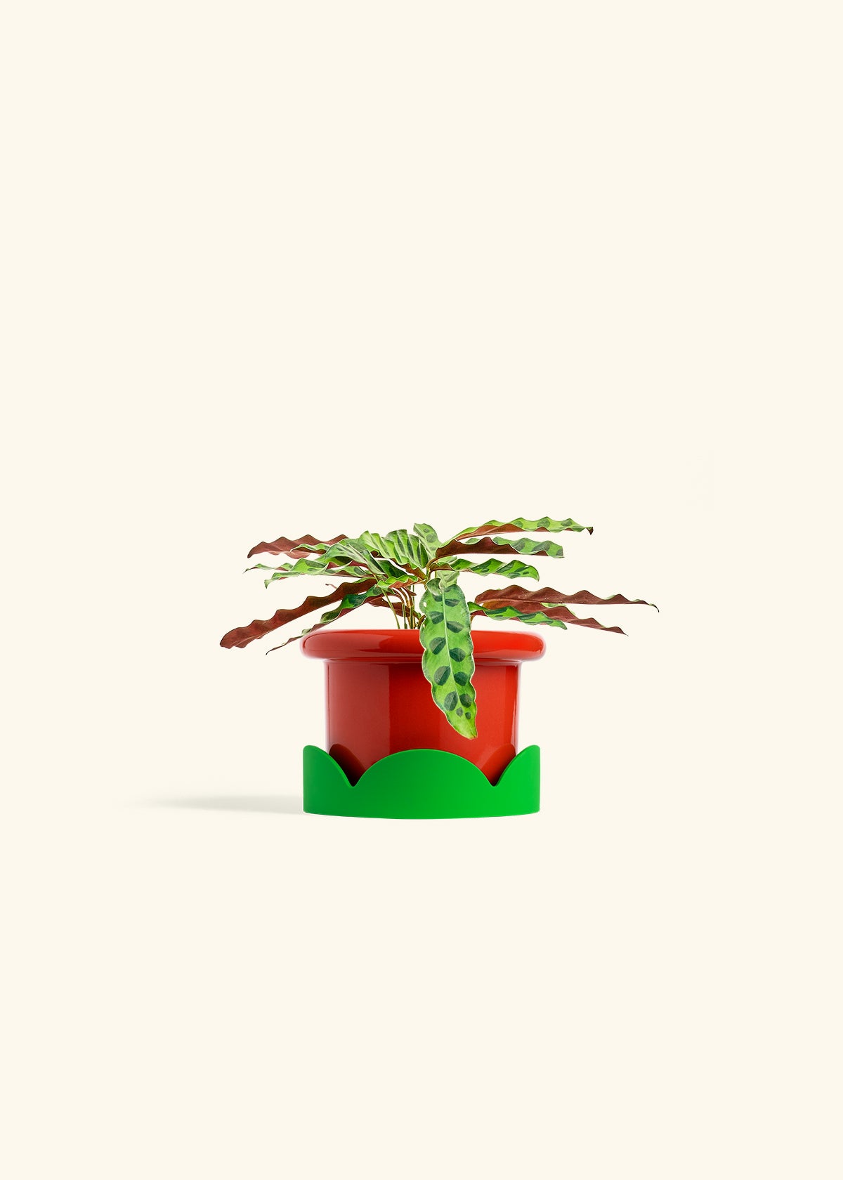 Calathea 'Rattlesnake', Small