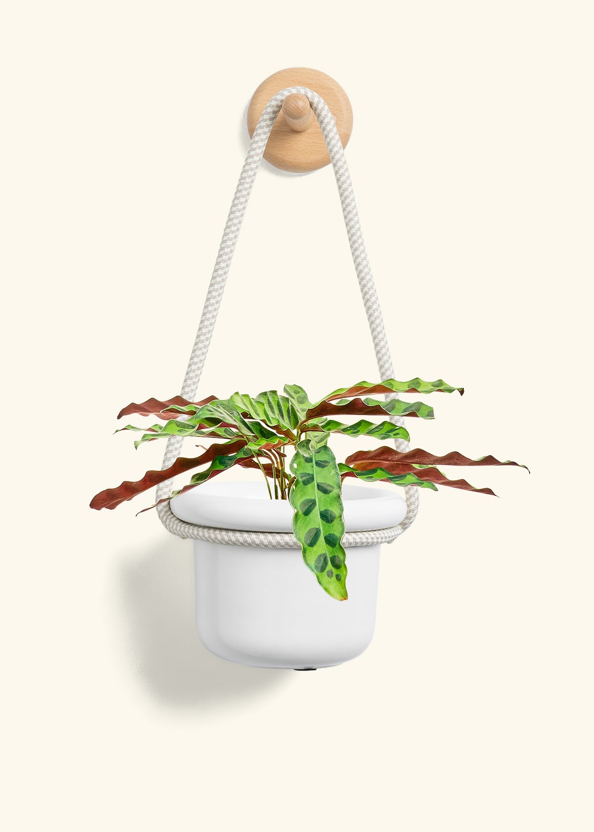 Calathea 'Rattlesnake', Small