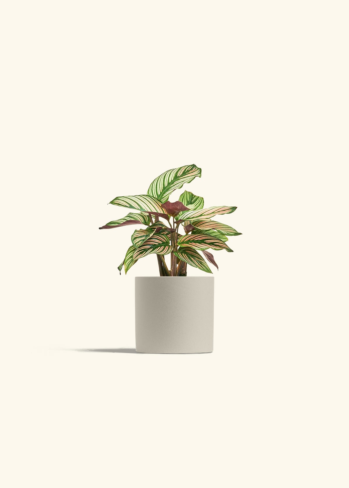 Calathea White Star in a 4 inches Oat Classic Cylinder Planter