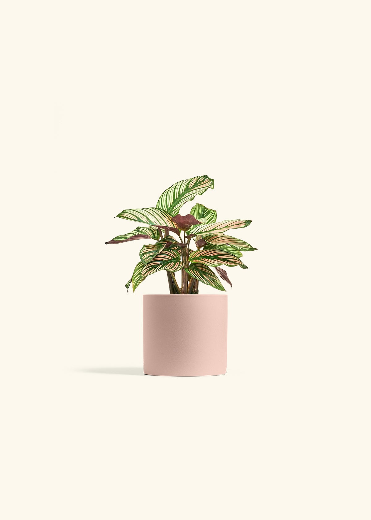 Calathea White Star in a 4 inches Pink Classic Cylinder Planter