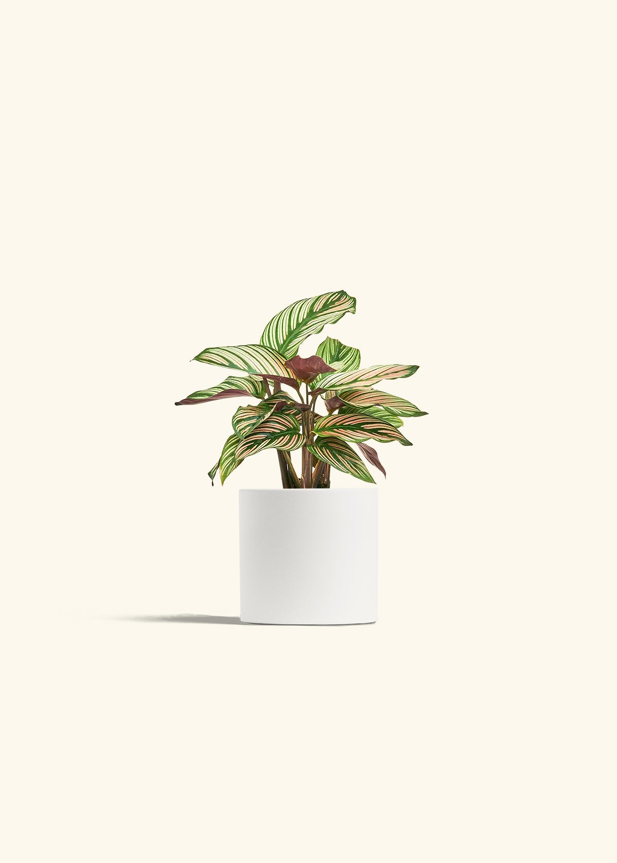 Calathea White Star in a 4 inches White Classic Cylinder Planter