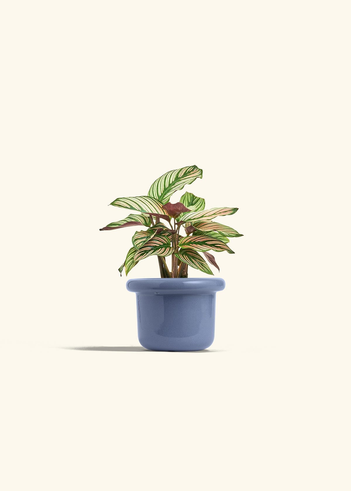 Calathea White Star in a 4 inches Fat Lip Blue Planter