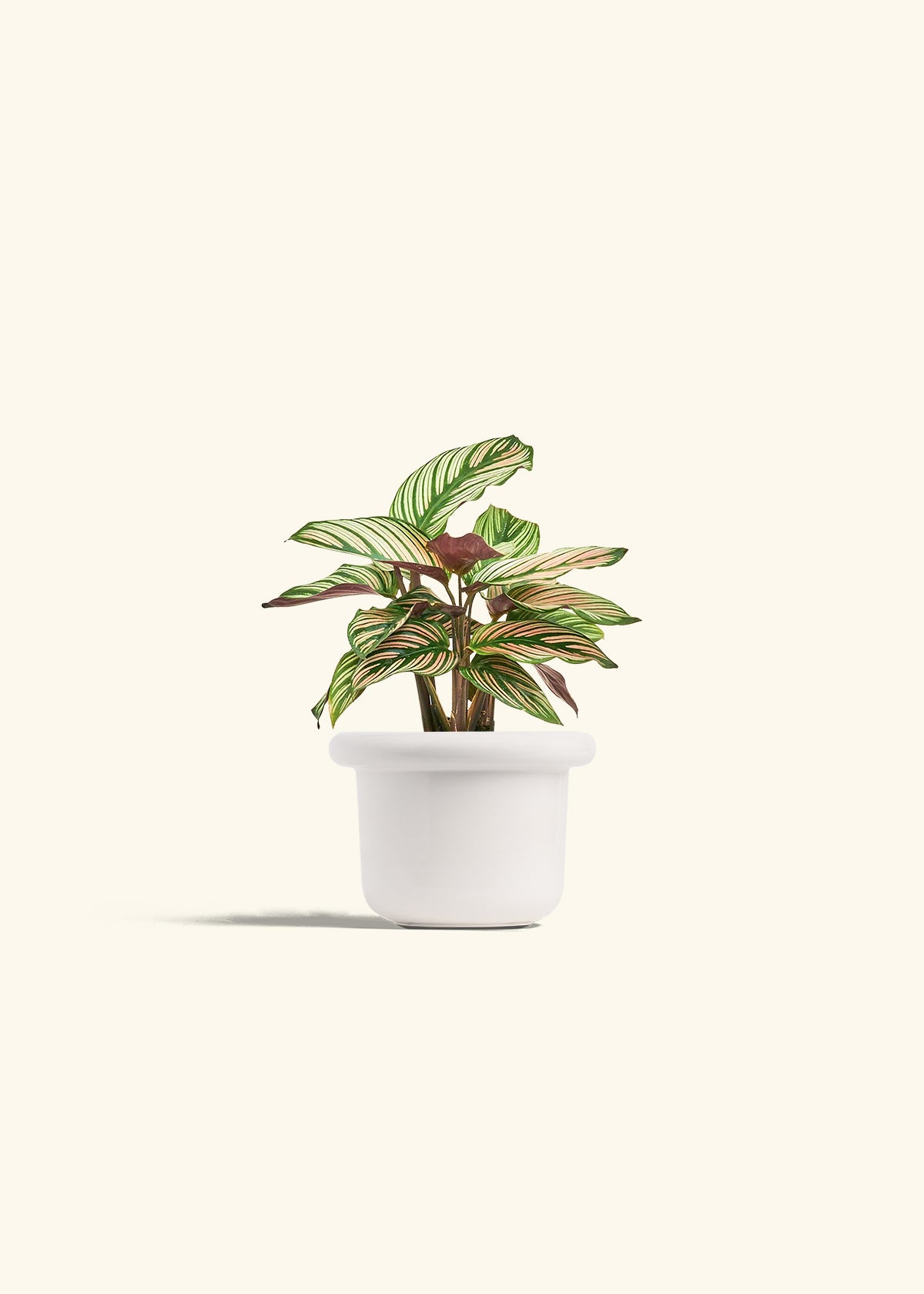 Calathea White Star in a 4 inches Fat Lip White Planter