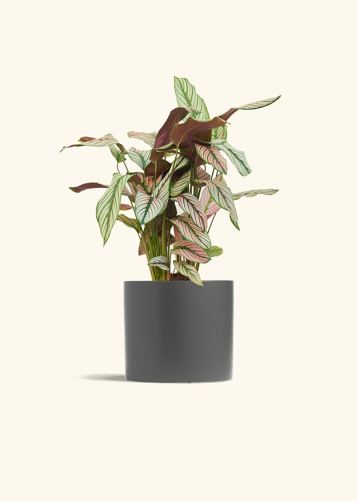 Calathea White Star in a 6 inches Charcoal Classic Cylinder Planter